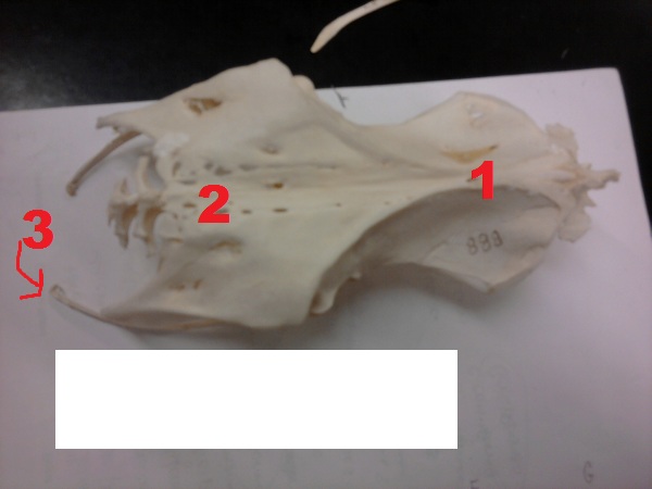 Avian Anatomy: Bones - ProProfs Quiz